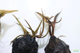 Red Tiger Lotus- (Dwarf Aquarium Lily)- EASY RED Aquarium Plant