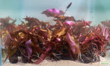 Red Tiger Lotus- (Dwarf Aquarium Lily)- EASY RED Aquarium Plant
