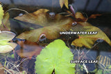 Red Tiger Lotus- (Dwarf Aquarium Lily)- EASY RED Aquarium Plant