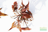 Red Tiger Lotus- (Dwarf Aquarium Lily)- EASY RED Aquarium Plant