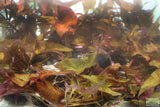 Red Tiger Lotus- (Dwarf Aquarium Lily)- EASY RED Aquarium Plant