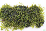 Riccardia sp (Pelia Moss AKA Easiest Moss we Sell) Aquarium Moss For Sale. Aquarium Plant For sale. Clump on white.
