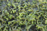 Riccardia sp (Pelia Moss AKA Easiest Moss we Sell) Aquarium Moss For Sale. Aquarium Plant For sale. Close up. 
