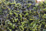 Riccardia sp (Pelia Moss AKA Easiest Moss we Sell) Aquarium Moss For Sale. Aquarium Plant For sale. Close up. 