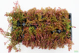 Rotla Macrandra Small Leaf_Aquarium Plant For Sale
