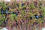 Rotla Macrandra Small Leaf_Aquarium Plant For Sale