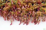 Rotla Macrandra Small Leaf_Aquarium Plant For Sale