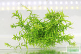 Rotala Rotundifolia Green_Aquarium Plant For Sale