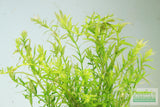 Rotala Rotundifolia Green_Aquarium Plant For Sale