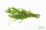 Rotala Rotundifolia Green_Aquarium Plant For Sale