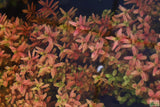 Rotala Rotundifolia "Red" HARDY RED Aquarium Plant