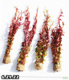 Rotala Rotundifolia Red_Aquarium Plant For sale