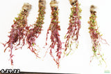 Rotala Rotundifolia Red_Aquarium Plant For sale