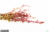 Rotala Rotundifolia Red_Aquarium Plant For sale