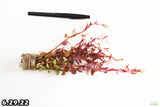 Rotala Rotundifolia Red_Aquarium Plant For sale
