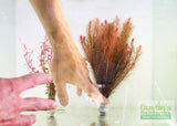 Ratala Wallichiii_Fluffy Red_Aquarium Plant For Sale_aquarium plants for sale