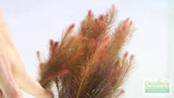 Ratala Wallichiii_Fluffy Red_Aquarium Plant For Sale_aquarium plants for sale