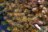 Ratala Wallichiii_Fluffy Red_Aquarium Plant For Sale_aquarium plants for sale