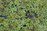 Salvinia Minima Floating Aquarium Plant for sale_Aquarium plants_Floating aquarium plants