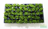 Stauro_Staurogyne Repens_Regular rugged foreground plant_aquarium plant_Aquarium plants for sale