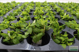 Stauro_Staurogyne Repens_Regular rugged foreground plant_aquarium plant_Aquarium plants for sale
