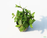 Stauro_Staurogyne Repens_Regular rugged foreground plant_aquarium plant_Aquarium plants for sale