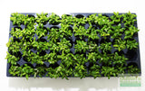 Stauro_Staurogyne Repens_Regular rugged foreground plant_aquarium plant_Aquarium plants for sale