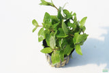 Stauro_Staurogyne Repens_Regular rugged foreground plant_aquarium plant_Aquarium plants for sale