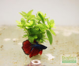 Stauro_Staurogyne Repens_Regular rugged foreground plant_aquarium plant_Aquarium plants for sale