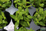 Staurogyne Repens (Regular rugged Foreground plant)