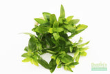 Staurogyne Repens (Regular rugged Foreground plant)