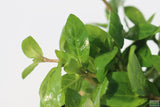 Stauro_Staurogyne Repens_Regular rugged foreground plant_aquarium plant_Aquarium plants for sale