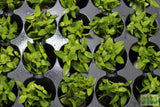 Staurogyne Repens (Regular rugged Foreground plant)