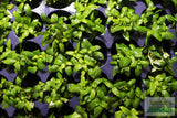 Stauro_Staurogyne Repens_Regular rugged foreground plant_aquarium plant_Aquarium plants for sale