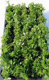 Stauro_Staurogyne Repens_Regular rugged foreground plant_aquarium plant_Aquarium plants for sale