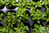 Stauro_Staurogyne Repens_Regular rugged foreground plant_aquarium plant_Aquarium plants for sale