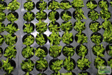 Staurogyne Repens (Regular rugged Foreground plant)