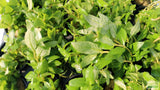 Stauro_Staurogyne Repens_Regular rugged foreground plant_aquarium plant_Aquarium plants for sale