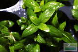 Stauro_Staurogyne Repens_Regular rugged foreground plant_aquarium plant_Aquarium plants for sale