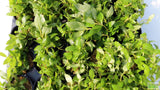 Stauro_Staurogyne Repens_Regular rugged foreground plant_aquarium plant_Aquarium plants for sale