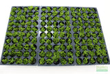 Staurogyne Repens (Regular rugged Foreground plant)