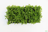 Stauro_Staurogyne Repens_Regular rugged foreground plant_aquarium plant_Aquarium plants for sale