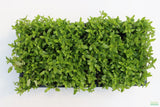 Stauro_Staurogyne Repens_Regular rugged foreground plant_aquarium plant_Aquarium plants for sale