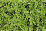 Stauro_Staurogyne Repens_Regular rugged foreground plant_aquarium plant_Aquarium plants for sale