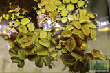 Salvinia Minima Floating Aquarium Plant for sale_Aquarium plants_Floating aquarium plants