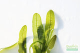 Madagascar Lace Plant (Aponogeton madagascariensis)