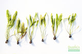 Madagascar Lace Plant (Aponogeton madagascariensis)