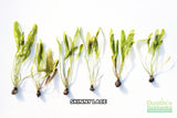 Madagascar Lace Plant (Aponogeton madagascariensis)