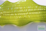 Madagascar Lace Plant (Aponogeton madagascariensis)