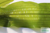 Madagascar Lace Plant (Aponogeton madagascariensis)